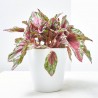 BEGONIA BELEAF SUNSET MACETA 12CM