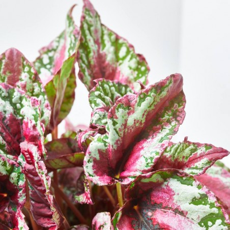 BEGONIA BELEAF SUNSET MACETA 12CM