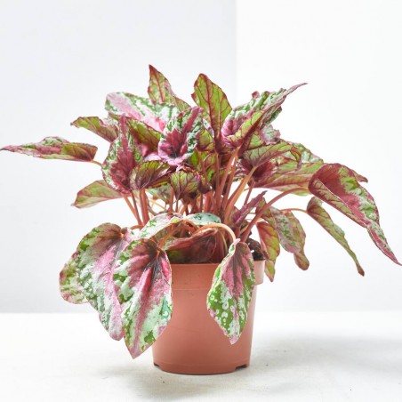 BEGONIA BELEAF SUNSET MACETA 12CM