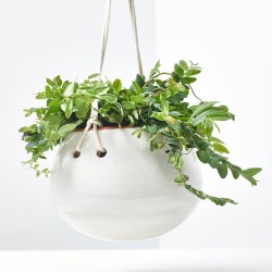 MARCGRAVIA UMBULATA MACETA 10,5CM