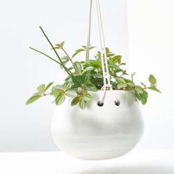 PEPEROMIA ANG. ROCCA VIVACE 10,5CM