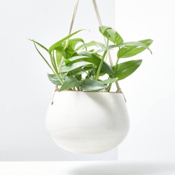 EPIPREMNUM CEBU BLUE 10,5CM