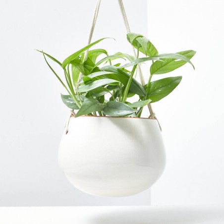 EPIPREMNUM CEBU BLUE 10,5CM