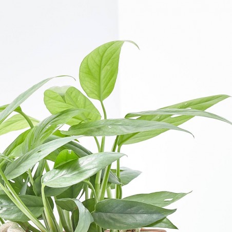 EPIPREMNUM CEBU BLUE 10,5CM