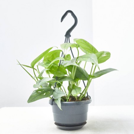 EPIPREMNUM CEBU BLUE 10,5CM