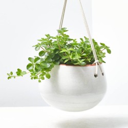 PEPEROMIA ROTUNDIFOLIA 10,5CM