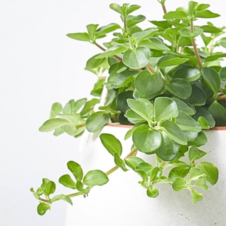 PEPEROMIA ROTUNDIFOLIA 10,5CM
