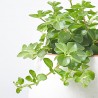 PEPEROMIA ROTUNDIFOLIA 10,5CM