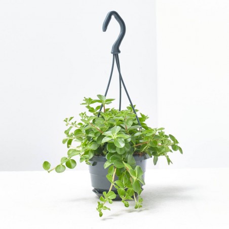 PEPEROMIA ROTUNDIFOLIA 10,5CM