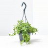 PEPEROMIA ROTUNDIFOLIA 10,5CM
