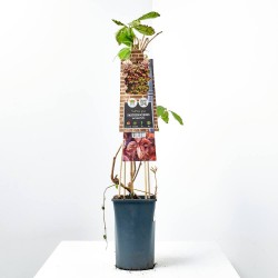 PARRA VIRGEN QUINQUEFOLIA M-17 TUTOR