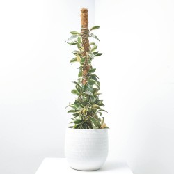 HOYA MACETA 3L TUTOR