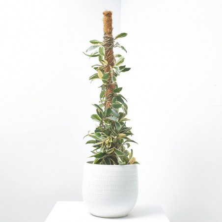 HOYA MACETA 3L TUTOR