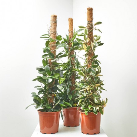 HOYA MACETA 3L TUTOR