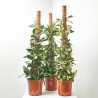 HOYA MACETA 3L TUTOR
