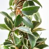 HOYA MACETA 3L TUTOR