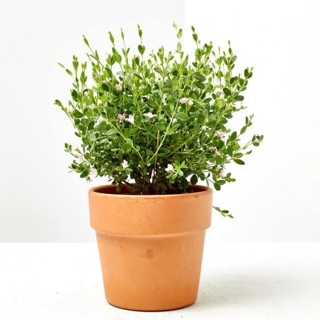 BORONIA MACETA 11CM