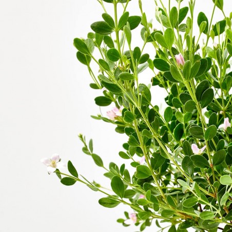 BORONIA MACETA 11CM