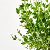BORONIA MACETA 11CM