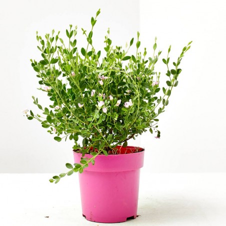 BORONIA MACETA 11CM