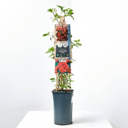 PYRACANTHA ROJA M-17 TUTOR