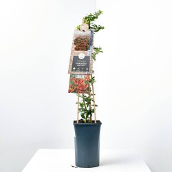 PYRACANTHA NARANJA M-17 TUTOR