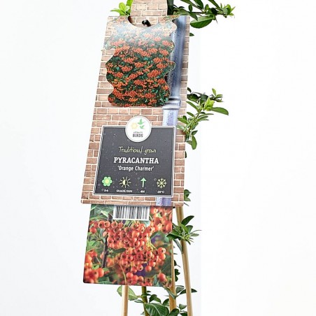PYRACANTHA NARANJA M-17 TUTOR
