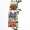 PYRACANTHA NARANJA M-17 TUTOR