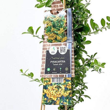 PYRACANTHA AMARILLA M-17 TUTOR
