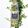 PYRACANTHA AMARILLA M-17 TUTOR