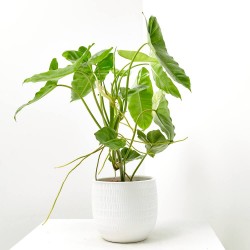 PHILODENDRON PARAÍSO VERDE MACETA 3L
