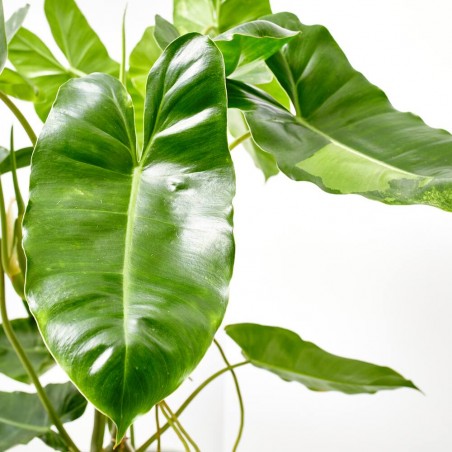 PHILODENDRON PARAÍSO VERDE MACETA 3L