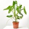 PHILODENDRON PARAÍSO VERDE MACETA 3L