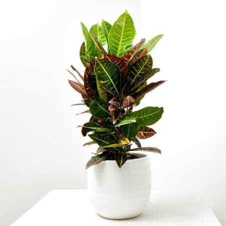 CROTON PETRA RAMIFICADO MACETA 3L