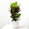 CROTON PETRA RAMIFICADO MACETA 3L