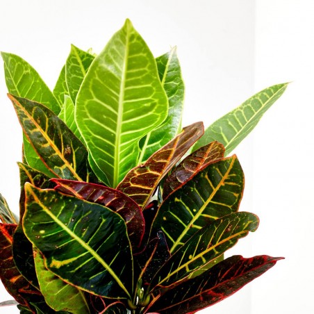 CROTON PETRA RAMIFICADO MACETA 3L