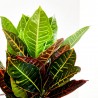 CROTON PETRA RAMIFICADO MACETA 3L