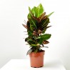 CROTON PETRA RAMIFICADO MACETA 3L
