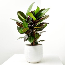 CROTON ICETON RAMIFICADO 3L