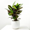 CROTON ICETON RAMIFICADO 3L