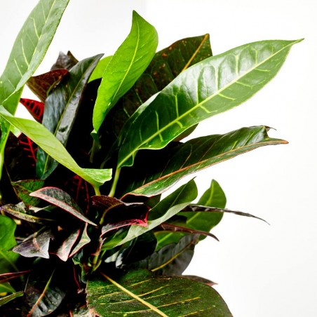 CROTON ICETON RAMIFICADO 3L