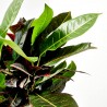 CROTON ICETON RAMIFICADO 3L