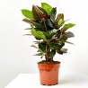 CROTON ICETON RAMIFICADO 3L
