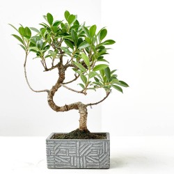 BONSÁI 6 AÑOS C/CUBRE DECO ETNIC