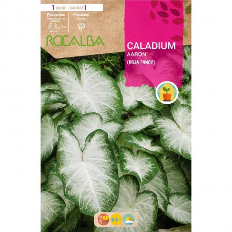 CALADIUM AARON X1
