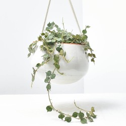 HOYA CURTISII 10,5CM