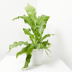 MICROSORUM CROCODYLLUS MACETA 12CM