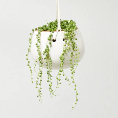 SENECIO ROWLEAYANUS 10,5CM