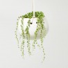 SENECIO ROWLEAYANUS 10,5CM