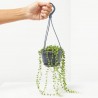 SENECIO ROWLEAYANUS 10,5CM
